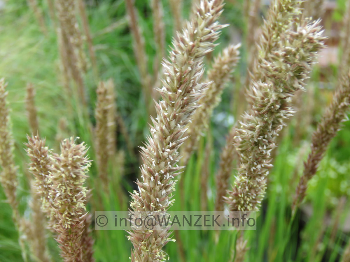 Melica cilliata 03.JPG